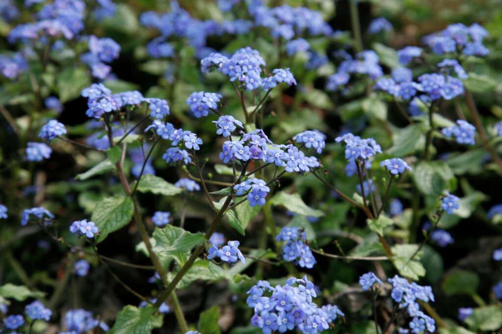Kærmindesøster 'Jack Frost'